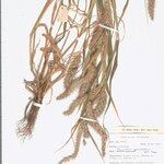 Cenchrus pedicellatus Mbuma