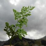 Cryptogramma crispa Blad