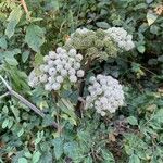 Angelica sylvestris Flower