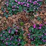 Cyclamen coum Habit