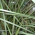 Cortaderia selloana Leaf