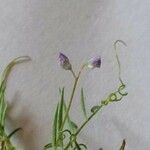 Vicia parviflora Flor