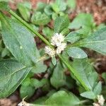 Alternanthera ficoidea花