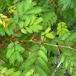 Vachellia cornigera Tervik taim