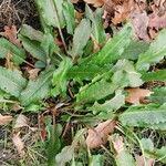 Rumex crispus Blad