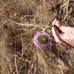 Chresta scapigera Flor