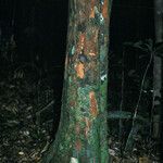 Chrysophyllum pomiferum Corteza