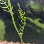 Cardamine pratensis Fuelha