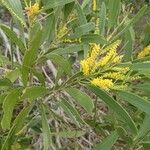 Acacia spirorbis Цветок