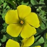 Oxalis pes-caprae Flower