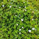 Ipomoea hederacea অভ্যাস