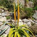 Aloe spicata Blomst
