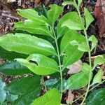 Matayba oppositifolia Leaf