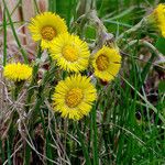 Tussilago farfara Hábitos