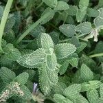 Nepeta grandiflora Hoja