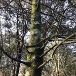 Acer × bornmuelleri 樹皮