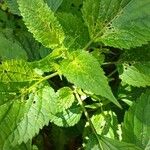 Ageratina adenophora Blatt