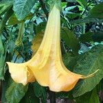 Brugmansia suaveolens Blomst