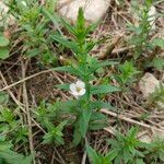 Gratiola officinalis Flor