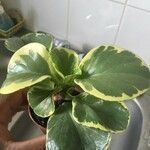 Peperomia obtusifoliaЛист