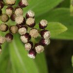 Psiadia anchusifolia Flower