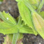 Mimulus cardinalis Hoja