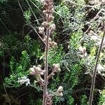 Heuchera micrantha Blüte