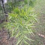 Afrocarpus gracilior 葉