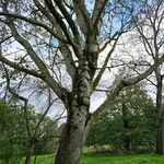 Populus × canescens Buveinė