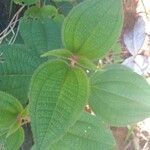 Miconia dependens Feuille