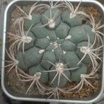 Gymnocalycium pflanziiCorteccia