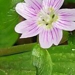 Claytonia sibirica Květ