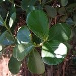 Clusia grandiflora Leaf