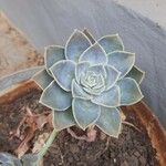 Echeveria lilacina Folio