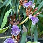 Zygopetalum maculatum Цветок