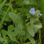 Echium parviflorum Flor