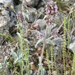 Stachys creticaFlower