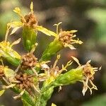 Solidago flexicaulis Froito