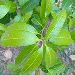 Bouea macrophylla Leaf