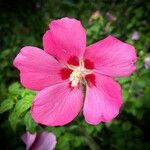 Hibiscus syriacusЦветок