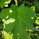 Solanum torvumLeaf