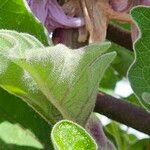 Solanum melongena Blatt