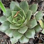 Sempervivum tectorum Leaf