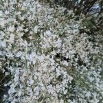 Retama raetam Fleur