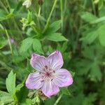 Geranium viscosissimum Kvet