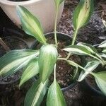 Aspidistra lurida List