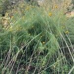 Helianthus salicifolius ശീലം