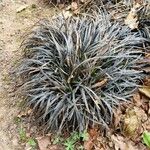 Ophiopogon planiscapus 整株植物