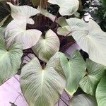Homalomena rubescens Hoja