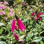 Salvia buchananii 花